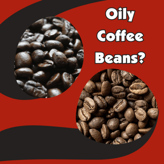 A graphic depicting the comparison between dark roast coffee beans and light roast coffee beans. (The dark roast coffee beans appear more oily) on a red and black background with the words "Oily Coffee Beans?"