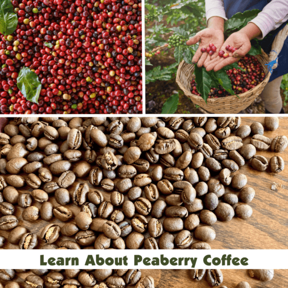Three images: coffee cherries, coffee cherries and hands with a basket, and then roasted tanzania peaberry coffee beans on wood. Text over the beans reads: "Learn About Peaberry Coffee"