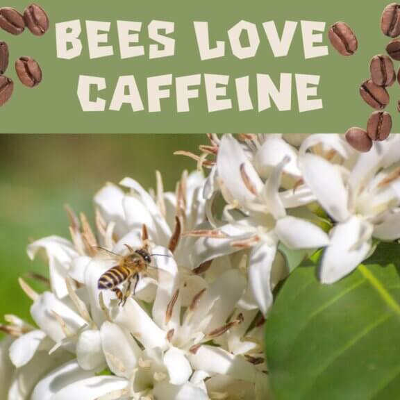 A photo of bees on a coffee flower under the words "bees love caffeine" next to some roasted coffee beans
