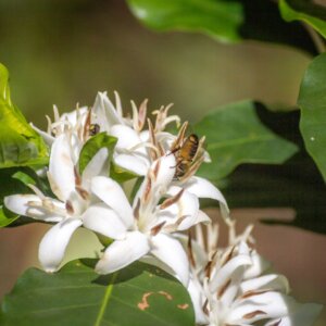 A photo of honeybees on coffee flowers