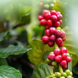 Photo of coffee cherries