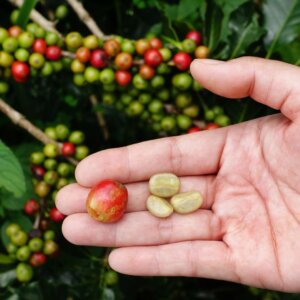 Photo of a hand holding a coffee cherry and three green coffee beans in front of a coffee plant