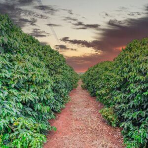 A photograph of rows of coffee plants with a path down the middle in front of sunset or sunrise