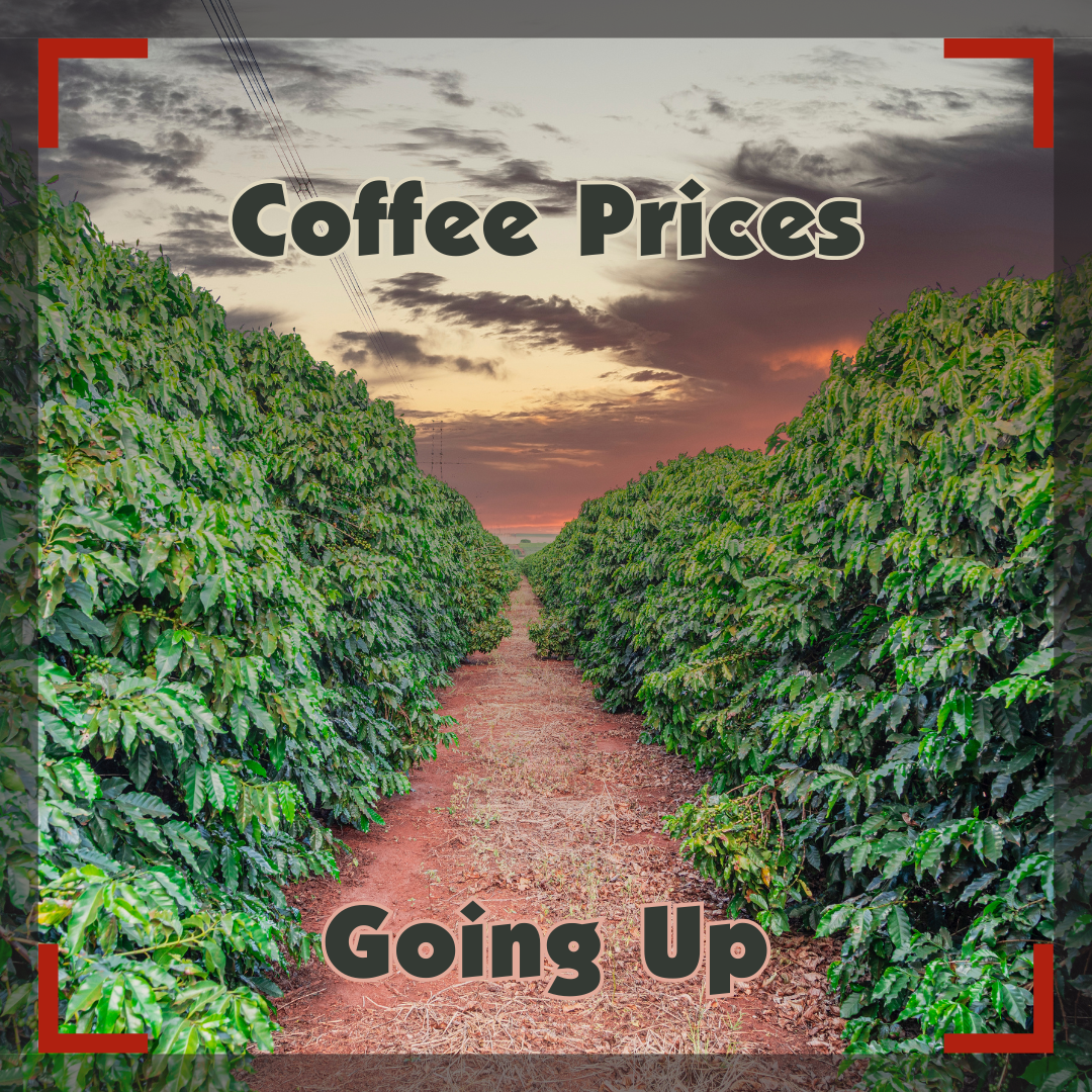 Coffee Prices Going Up text in front of an image of a row of coffee plants in front of a stormy sky